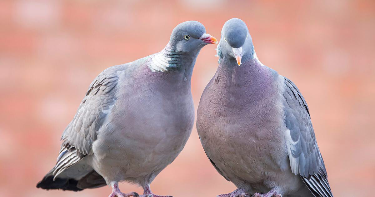 Female Wood Pigeons (Male Vs Female: Identification Guide) | Birdfact
