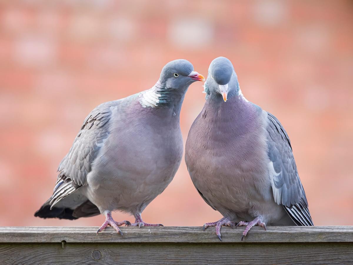 Female Wood Pigeons (Male vs Female: Identification Guide)