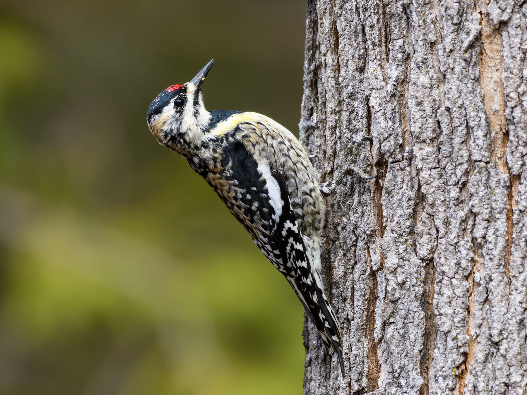 Female Yellowbellied Sapsuckers (Male vs Female… Birdfact