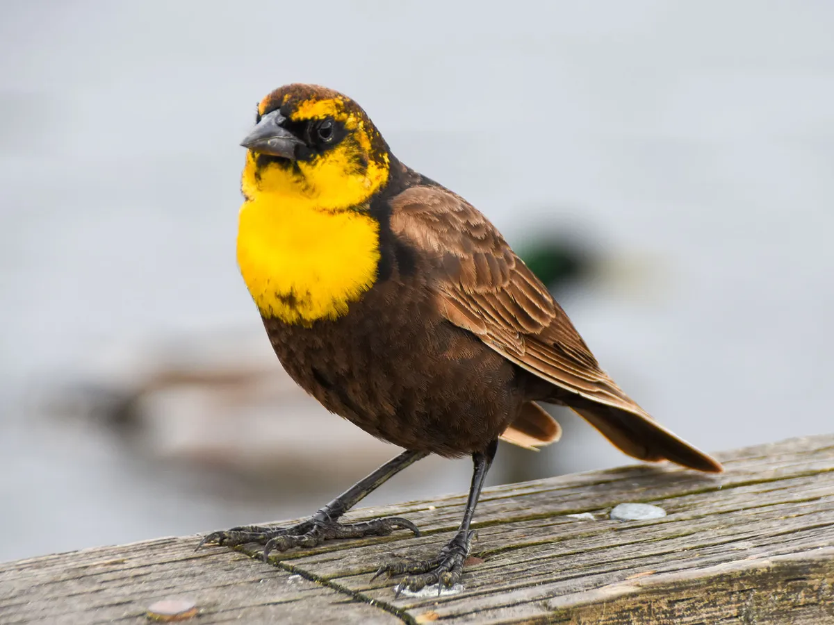 Female Yellow-headed Blackbirds (Male vs Female Identification)