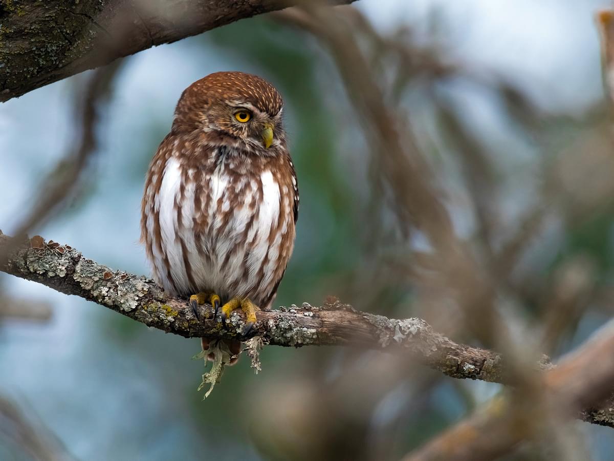 Ferruginous Pygmy-Owl in natural habitat