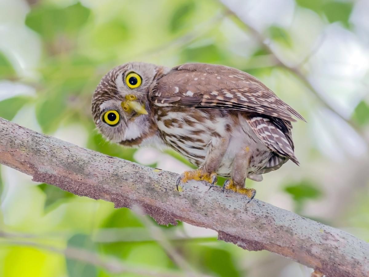 Ferruginous Pygmy-Owl on alert