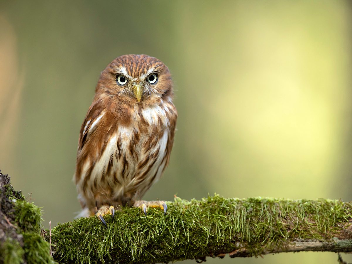 Ferruginous Pygmy-Owl Bird Facts (Glaucidium brasilianum) | Birdfact