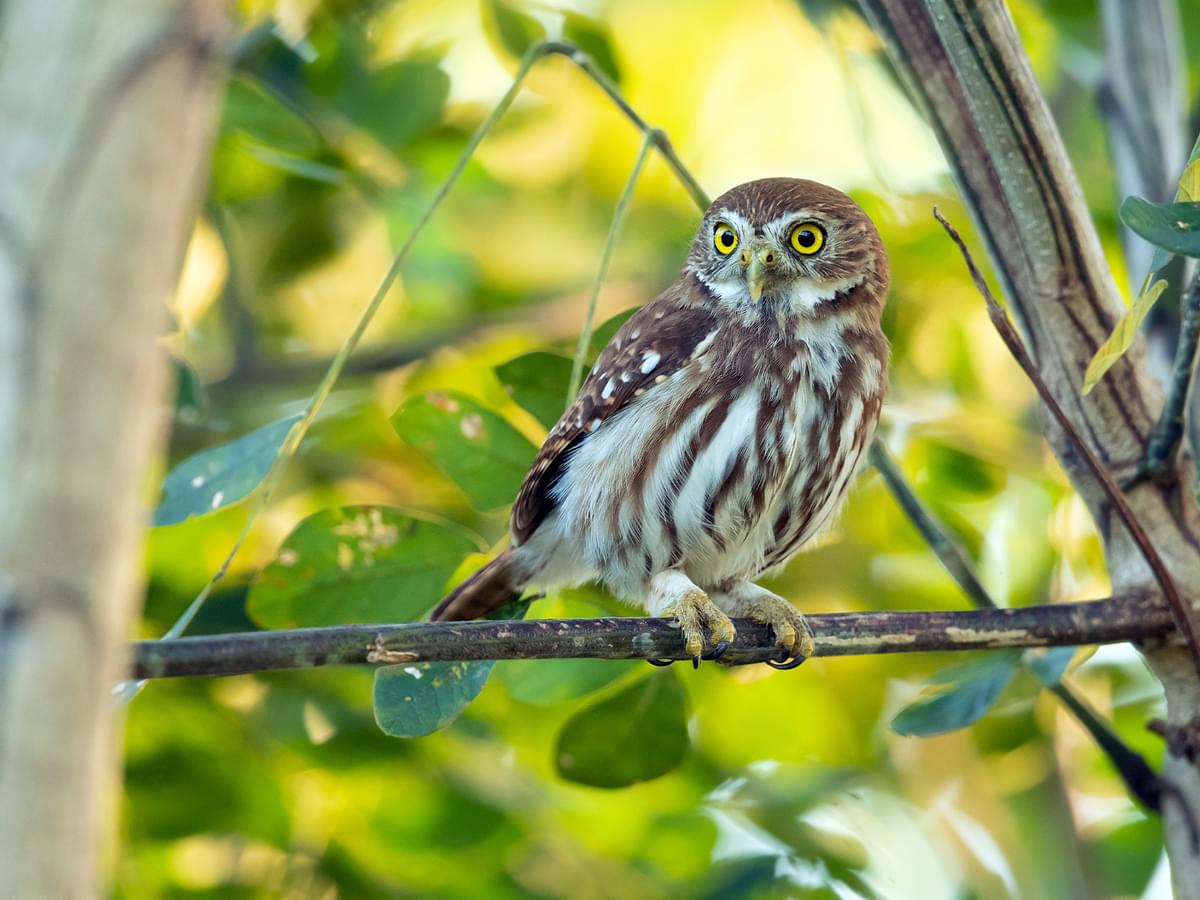 Ferruginous Pygmy-Owl perched on a branch in the forest