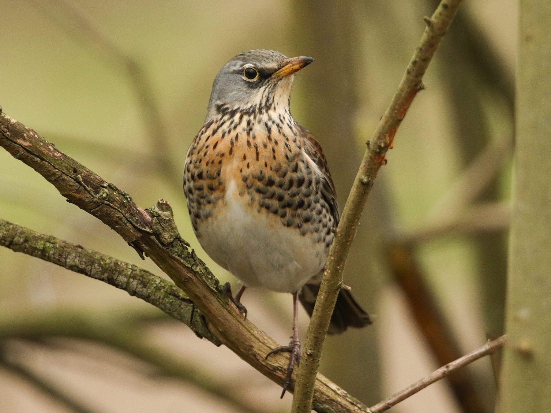 Fieldfare