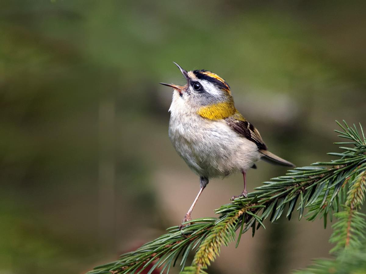 Firecrest in song