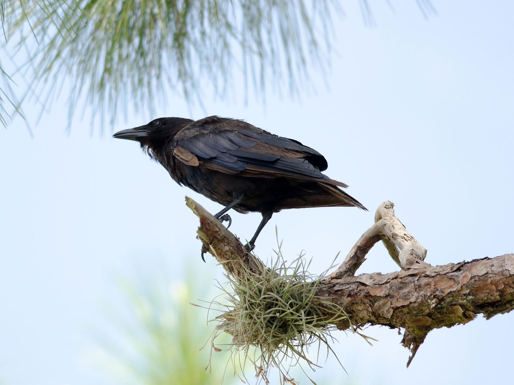 Fish Crow Bird Facts (Corvus ossifragus) | Birdfact