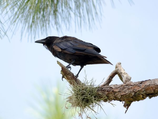 Fish Crow Bird Facts (Corvus ossifragus) | Birdfact
