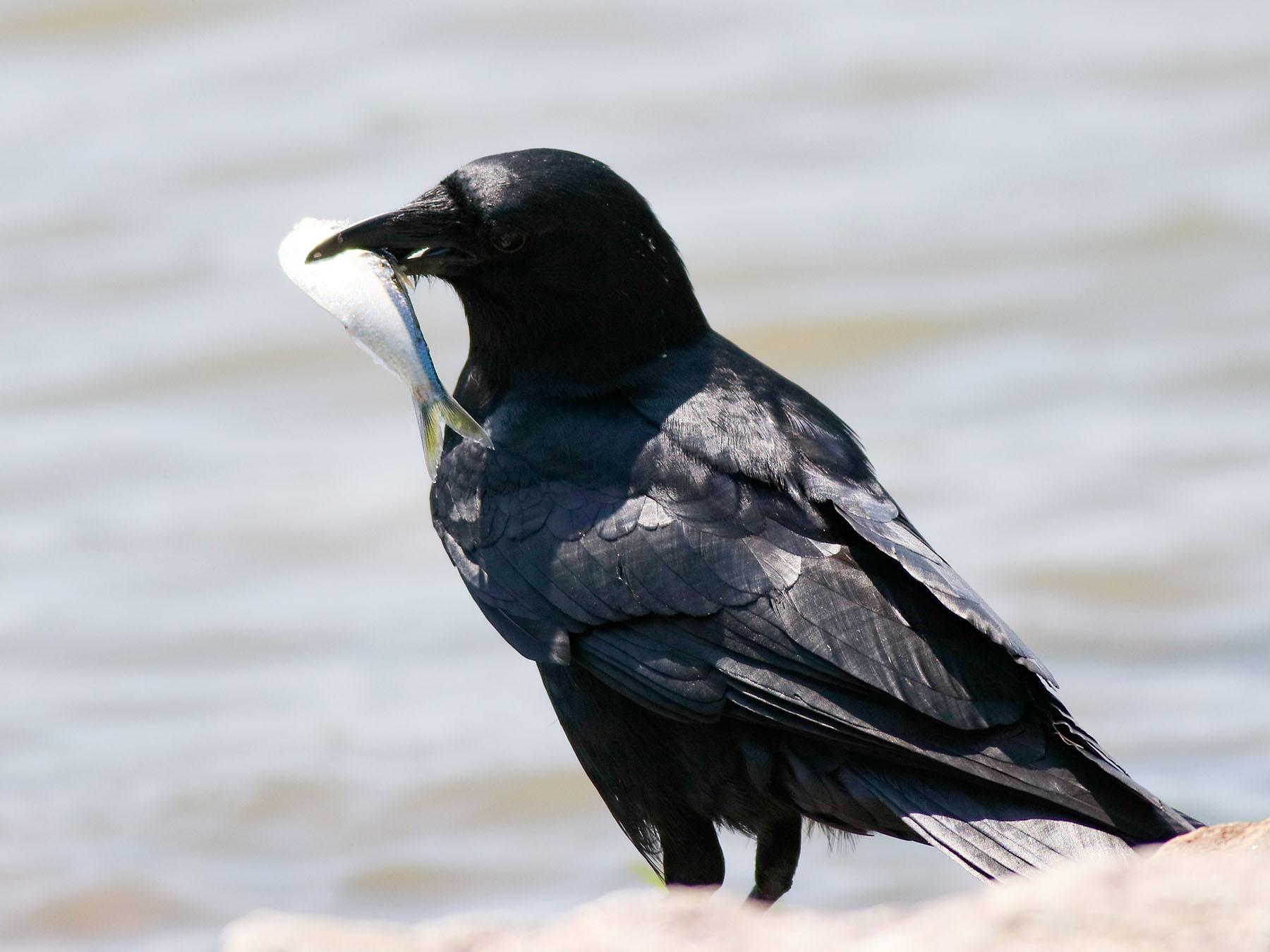 Fish Crow Bird Facts (Corvus ossifragus) | Birdfact