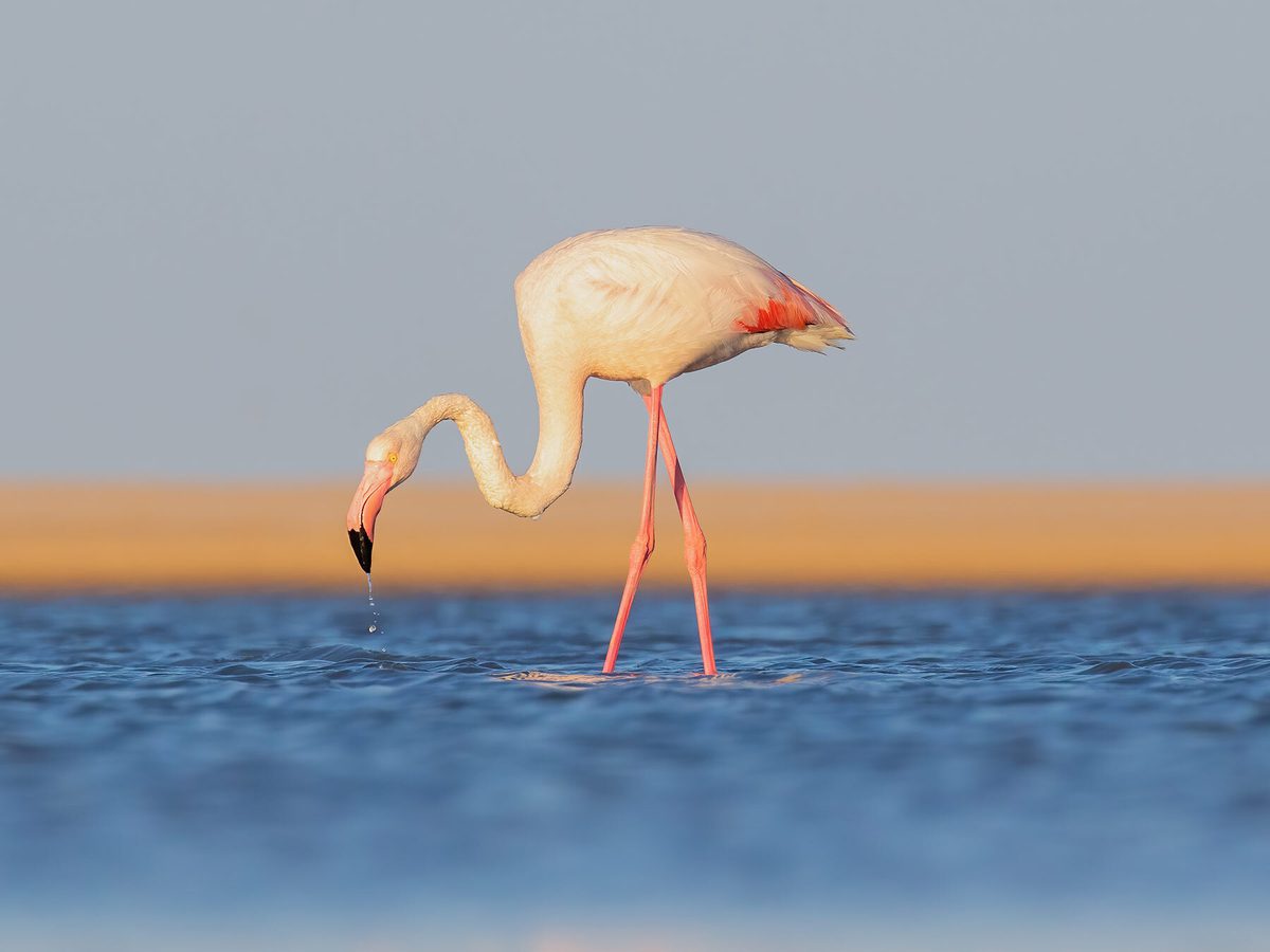 Flamingo eating and searching for food in the water