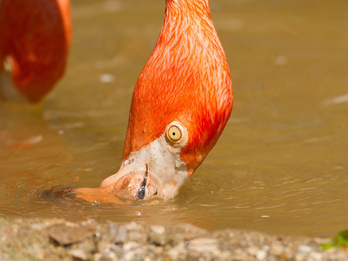 Close up of flamingo feeding in the water