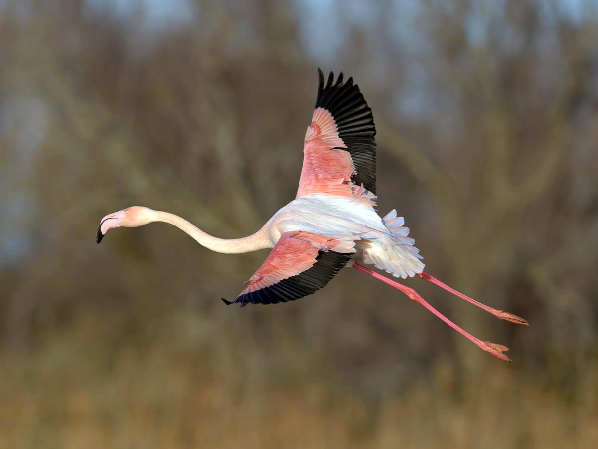 Understanding Flamingo Flight: The Elegance and Aerodynamics Revealed