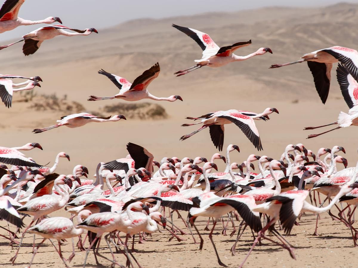 Flamingo Migration: All About The Great Pink Voyage