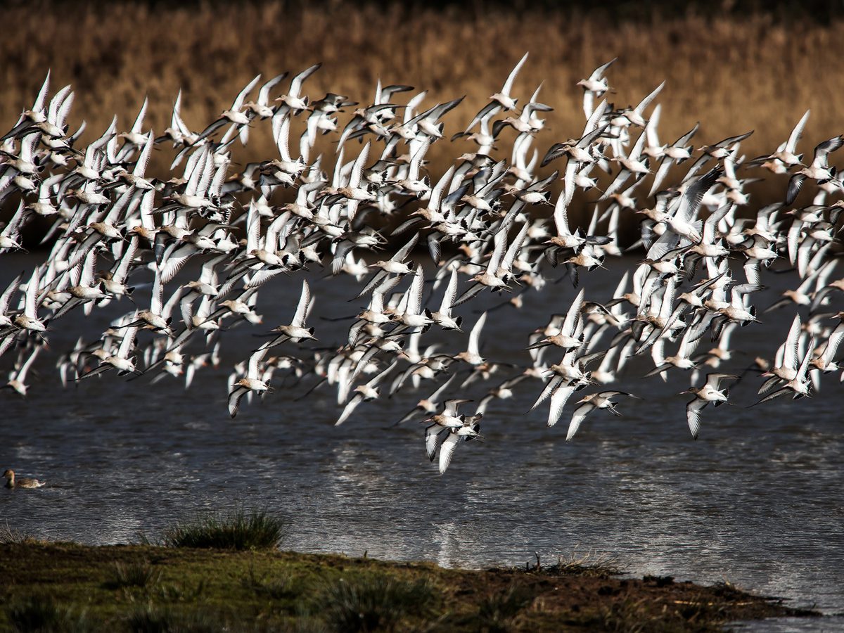 title: 'Pictured: A flock of Bar-tailed Godwits. The longest migrations cover several thousand miles in each direction' and caption: 'a flock of birds flying over water'