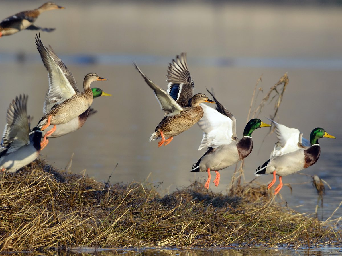 How Long Do Ducks Live? An In-depth Guide of Duck Lifespan | Birdfact