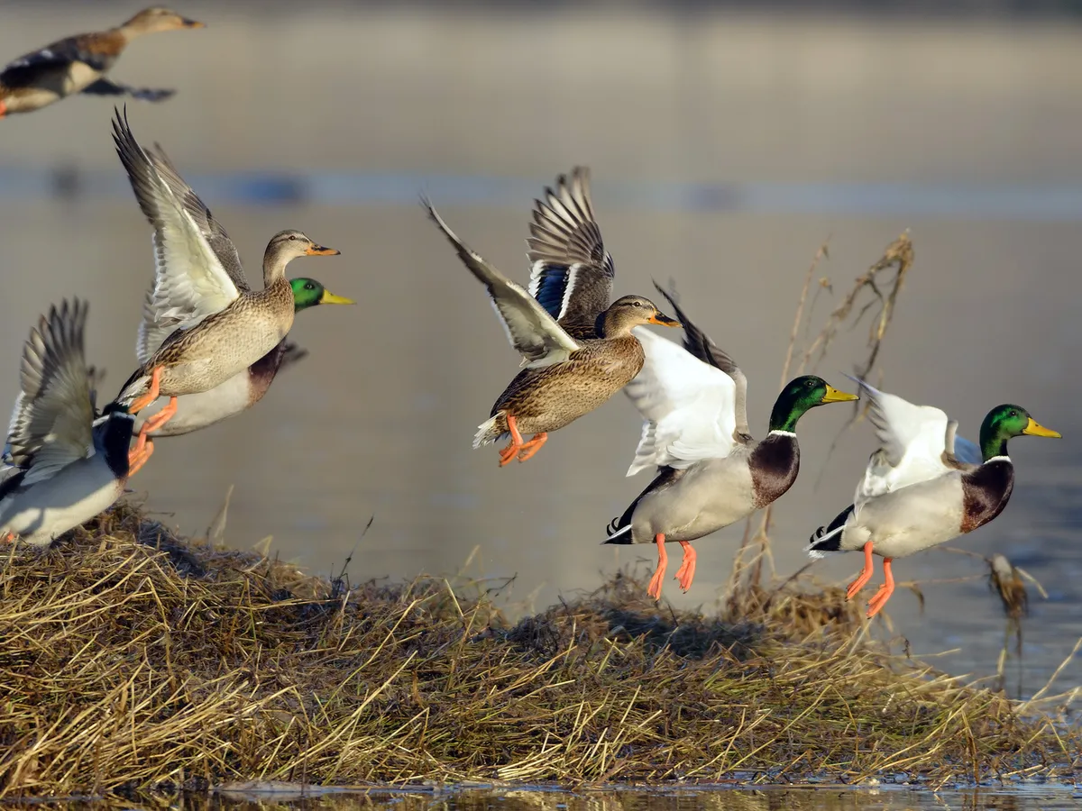 How Long Do Ducks Live? An In-depth Guide of Duck Lifespan | Birdfact