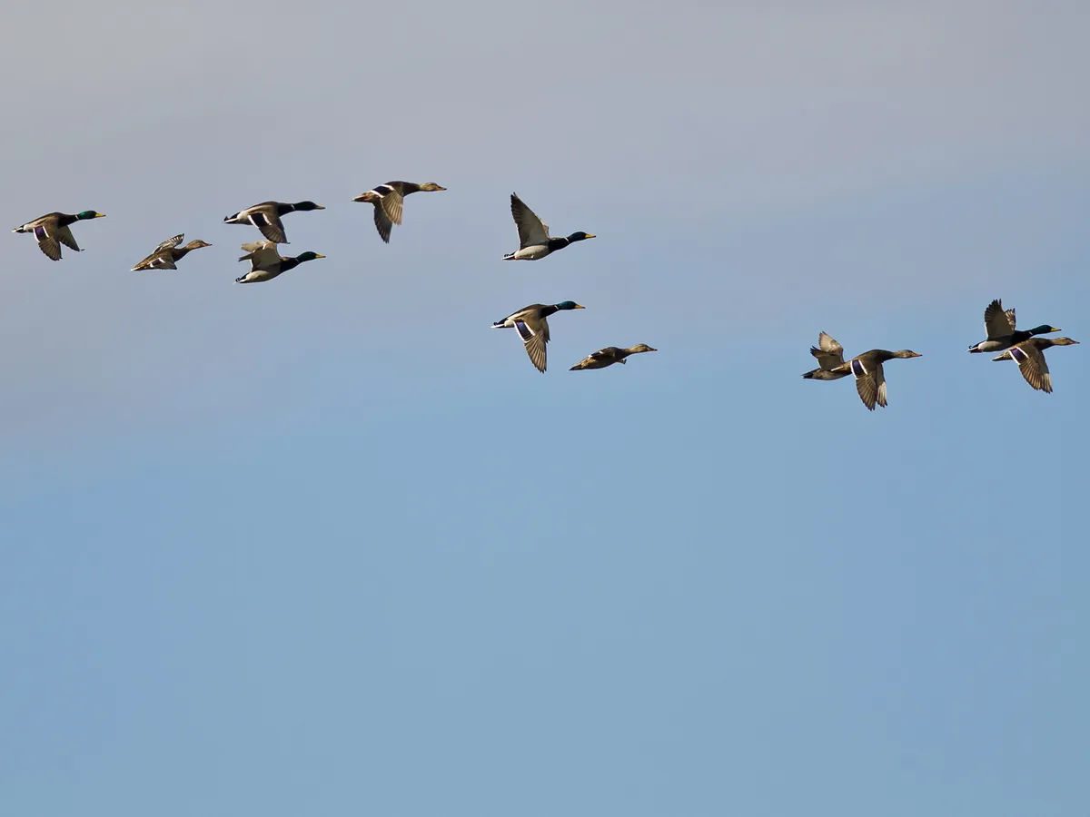 What is a Group of Ducks Called? (Complete List + Why?) | Birdfact