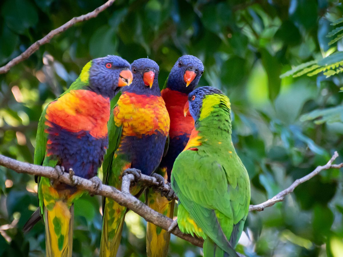 What is a Flock of Parrots Called? Unveiling Avian Terms