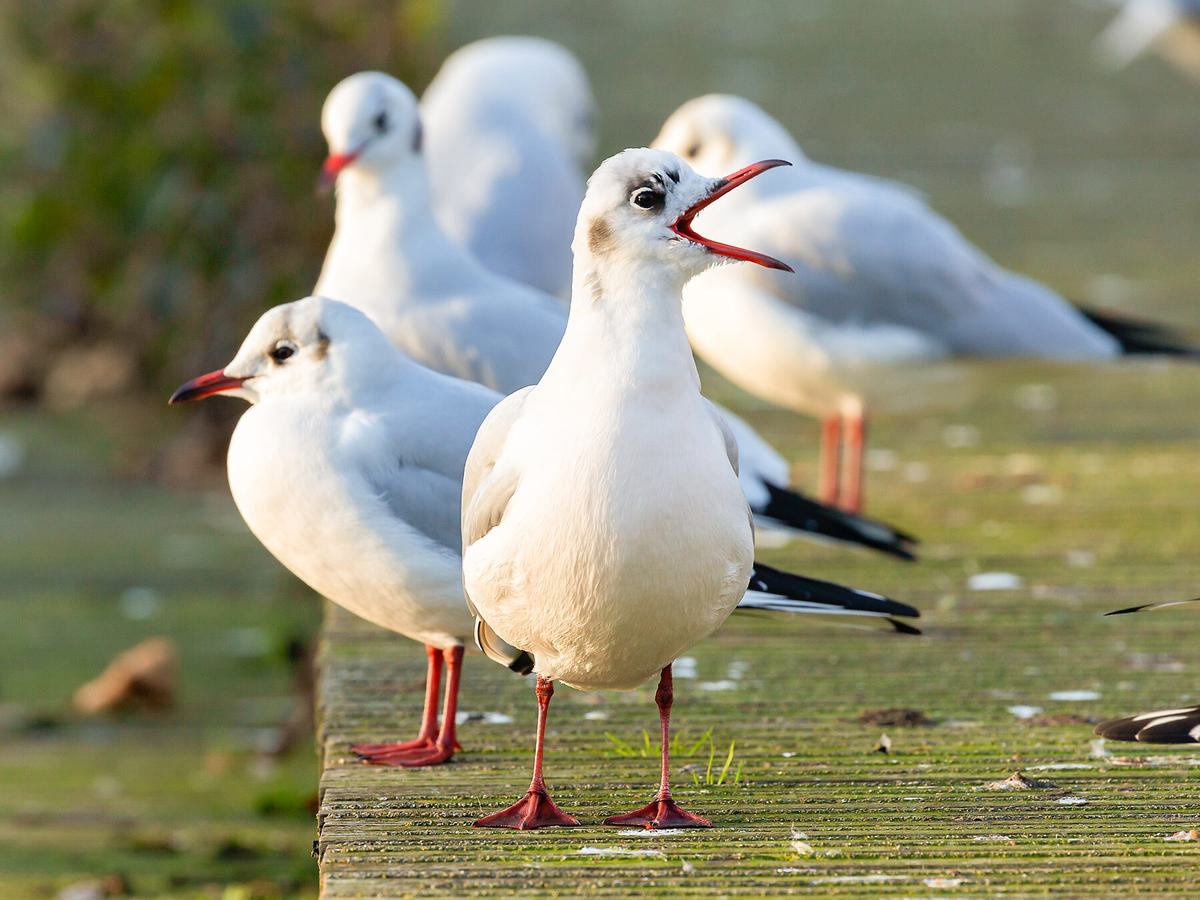 A small flock of Black-headed Gulls (Chroicocephalus ridibundus)