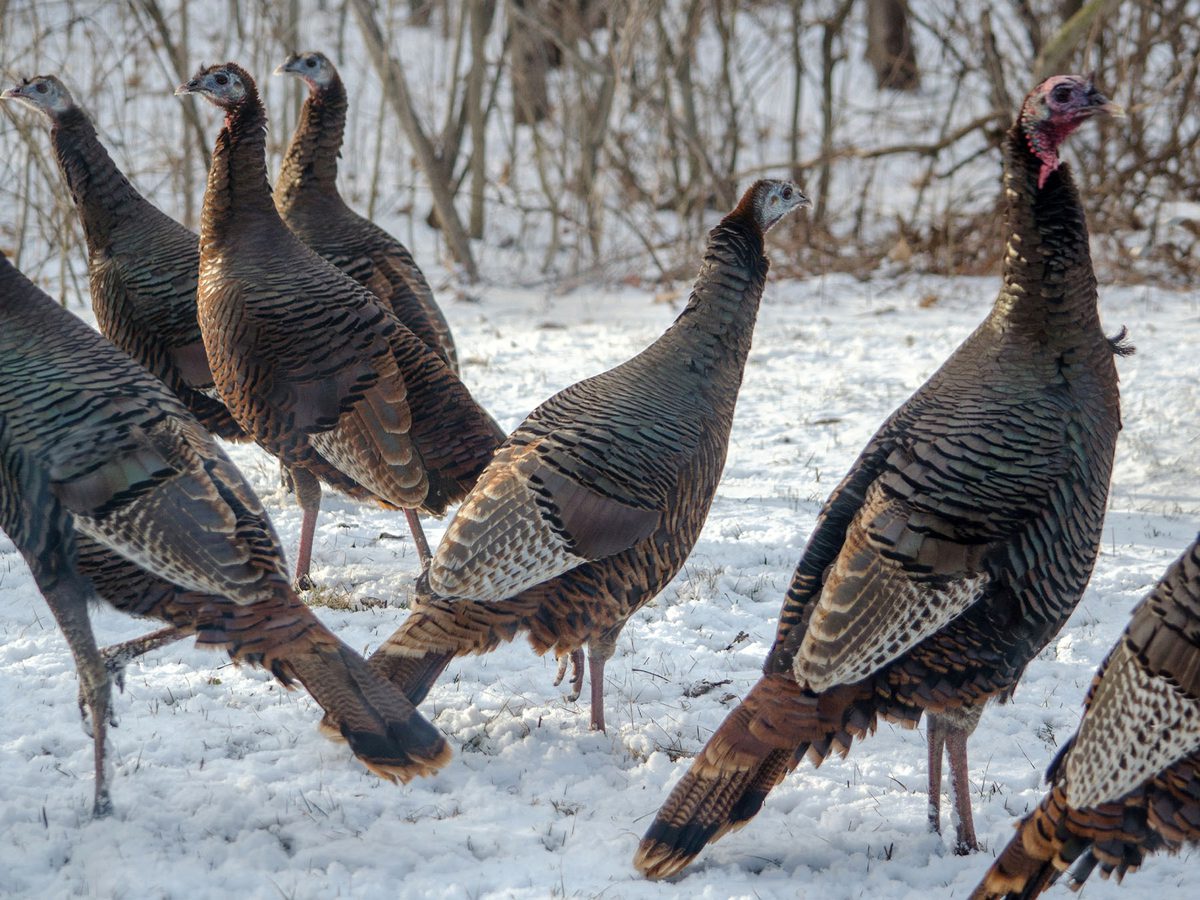 What Do You Call a Group of Turkeys? From ‘Gangs’ to ‘Rafts | Birdfact