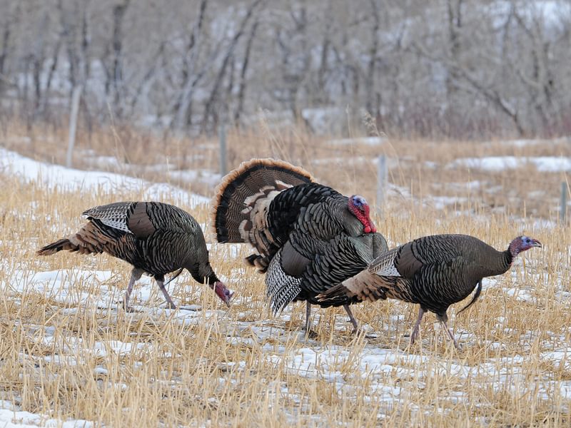 What is a Group of Turkeys Called? (Complete Guide) | Birdfact