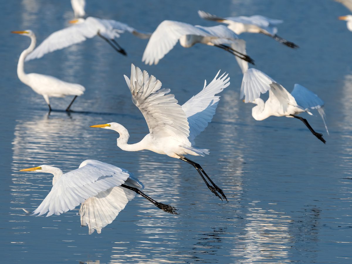 Flocking Behavior in Birds: Understanding the Power of the… | Birdfact