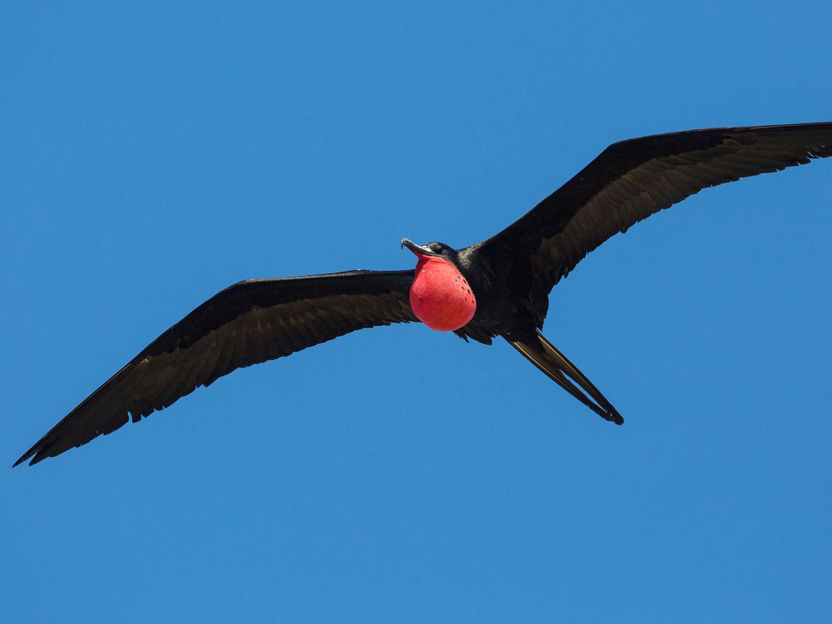 The Magnificent Frigatebird is the only species of Frigatebird that can be found in Florida