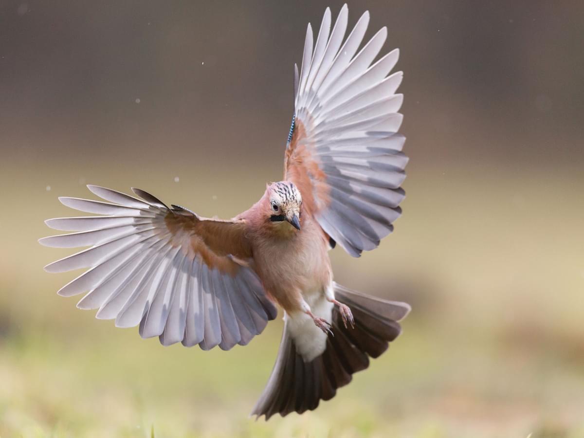 Jay in flight, with wings spread wide