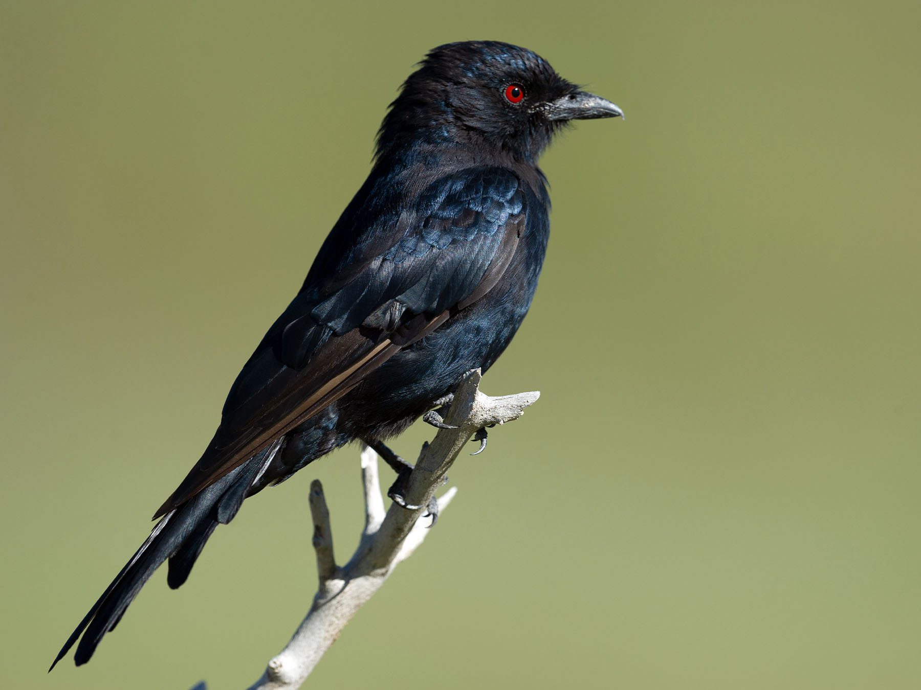 Fork-tailed Drongo