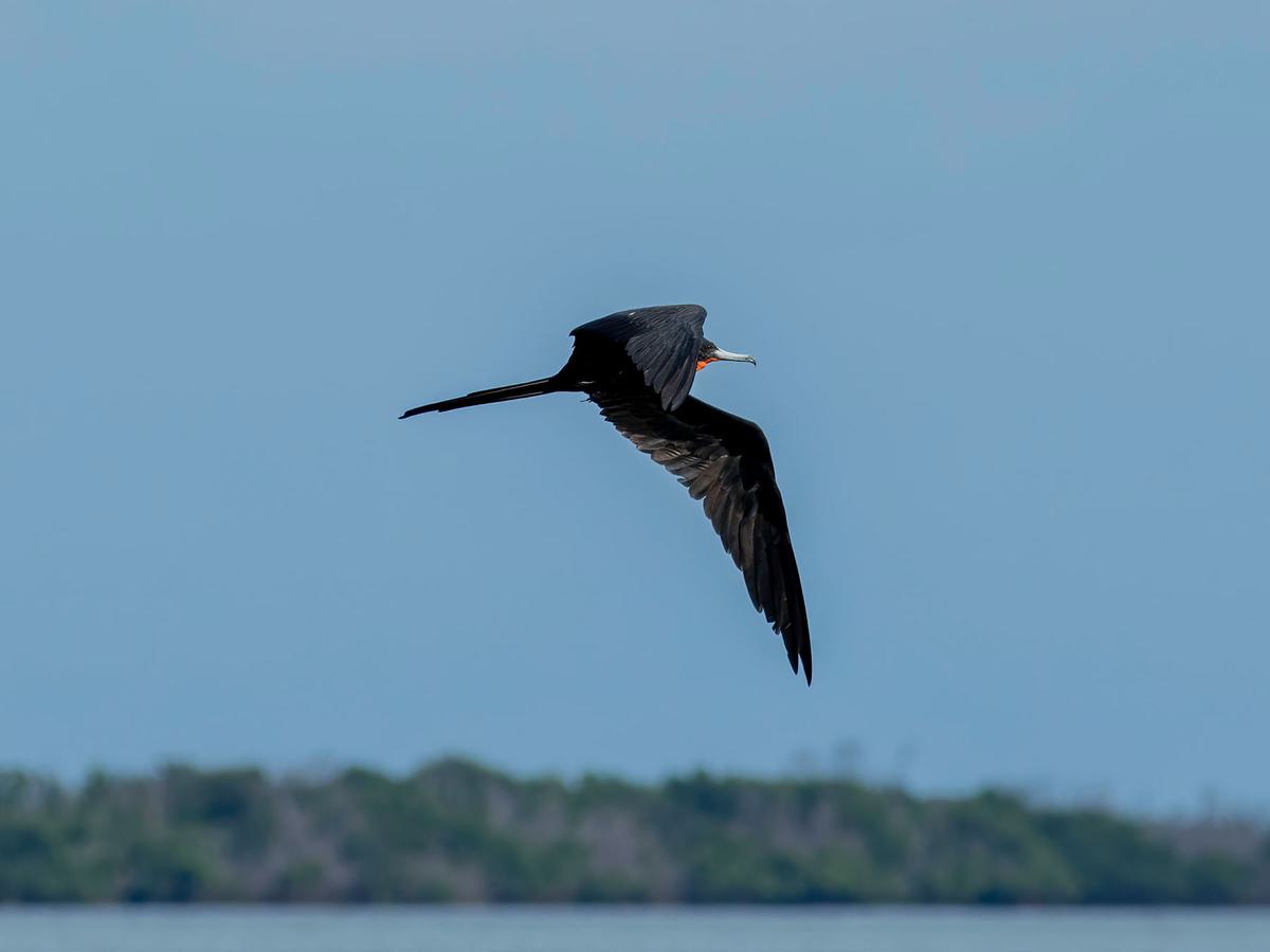 A Magnificent Frigatebird flying over the water in the Florida Keys