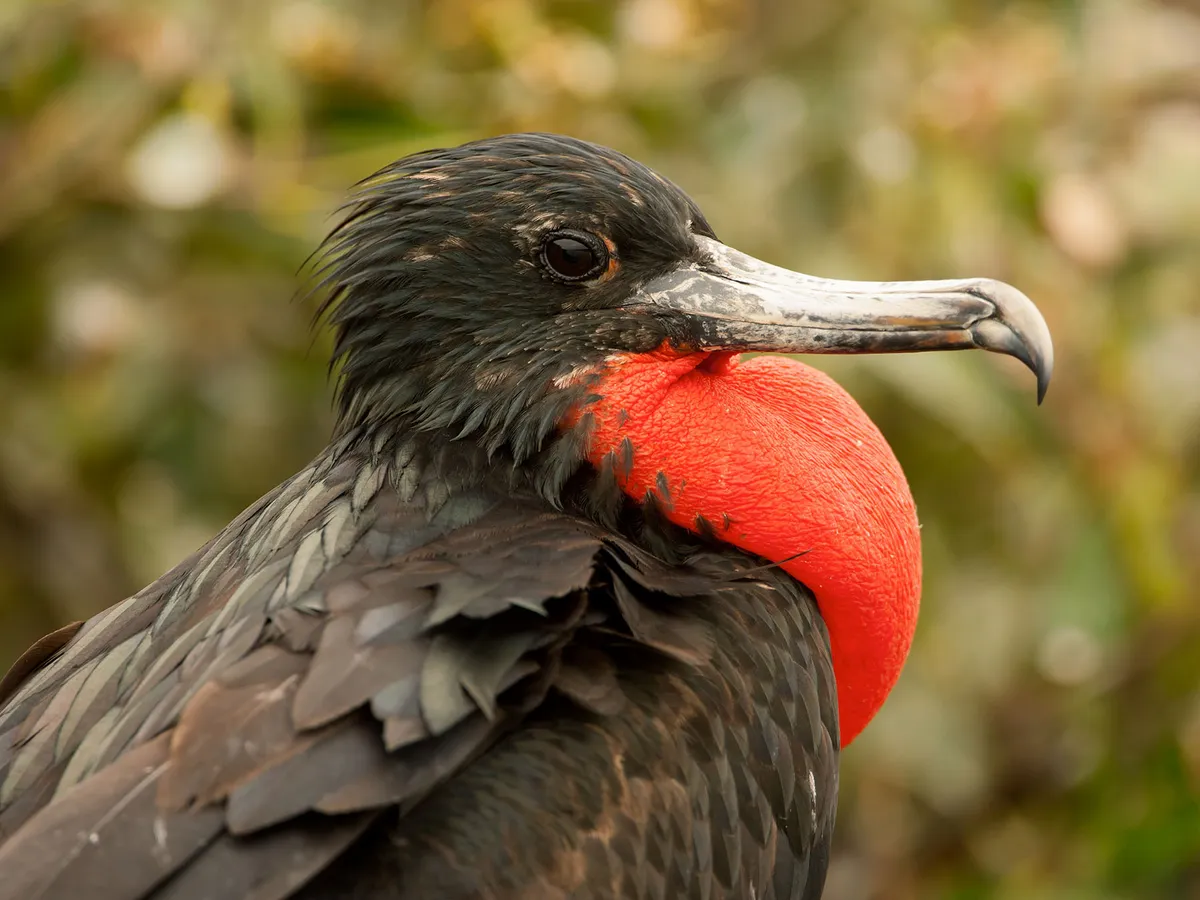 Frigatebirds in Florida (All You Need To Know)