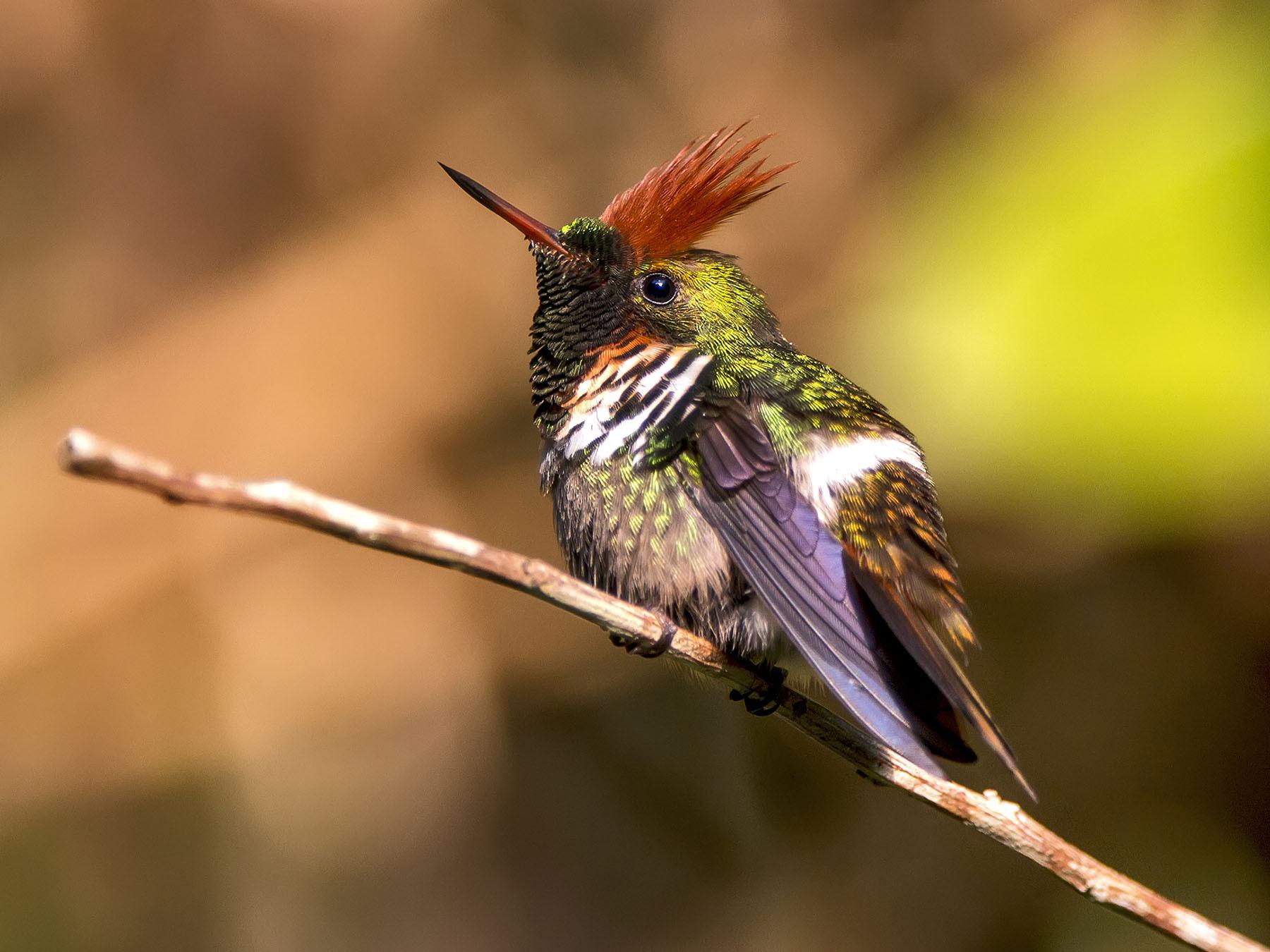 Frilled Coquette