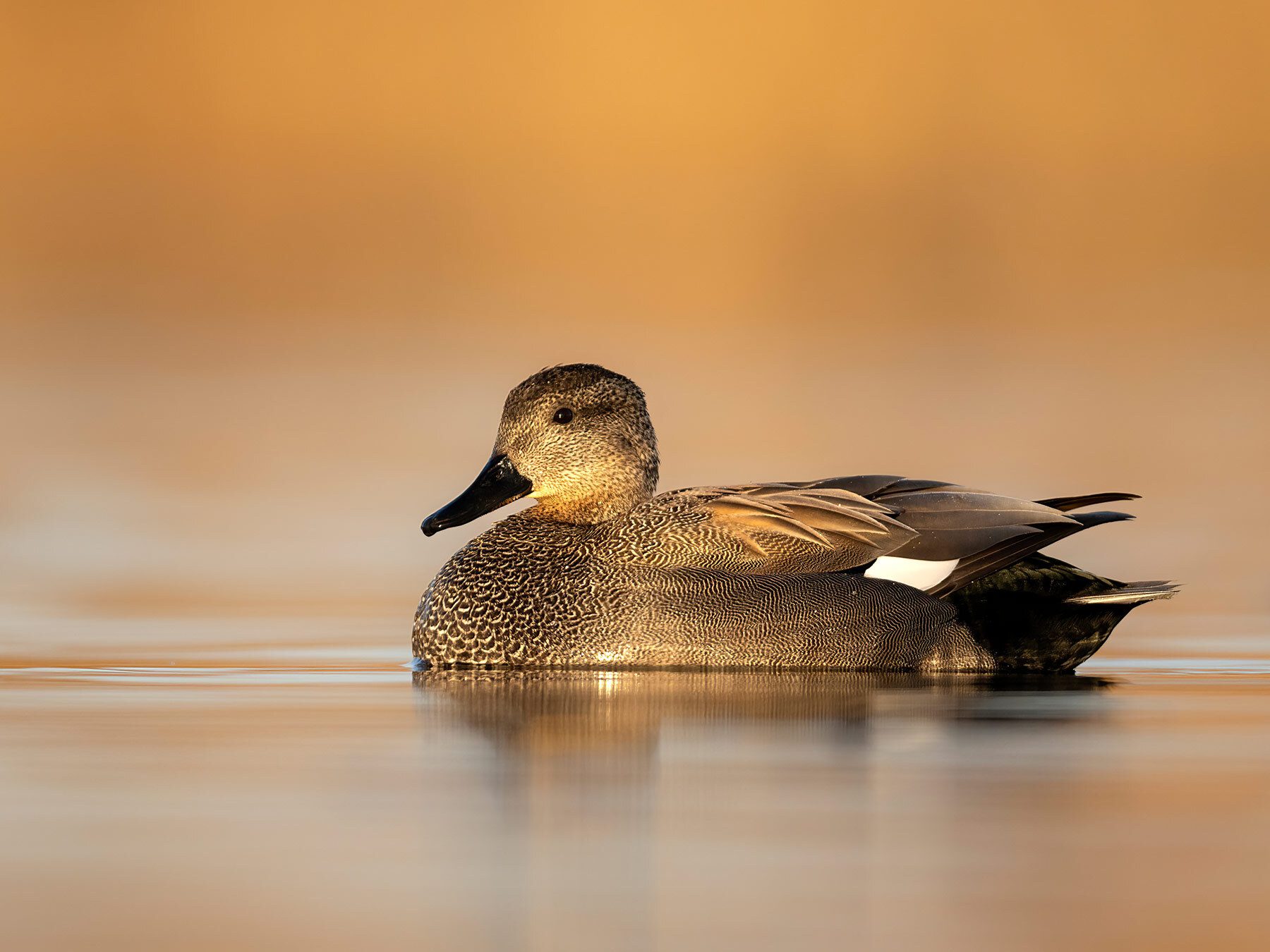 Gadwall