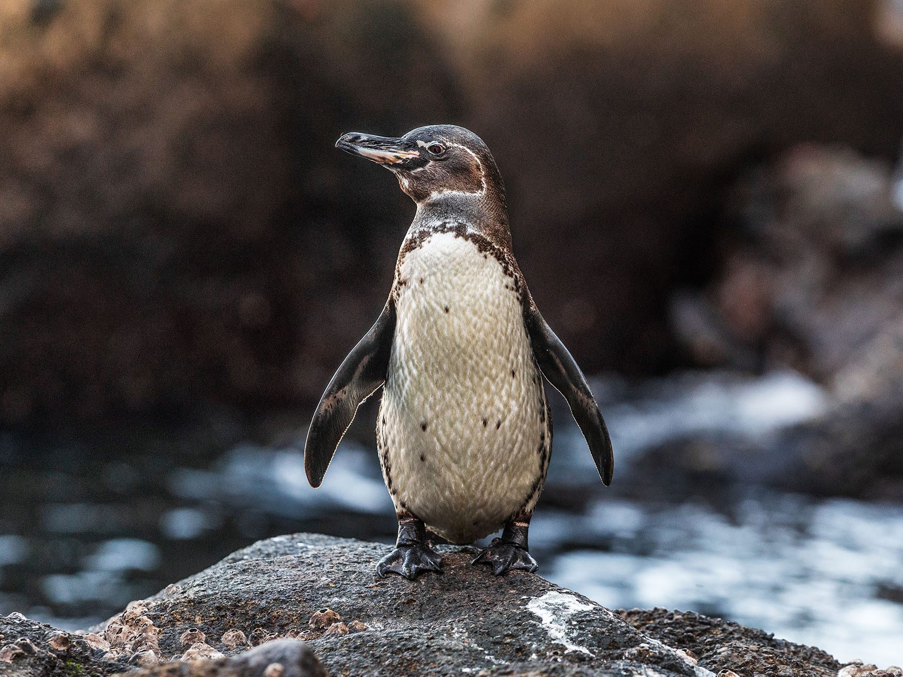 Galápagos Penguin