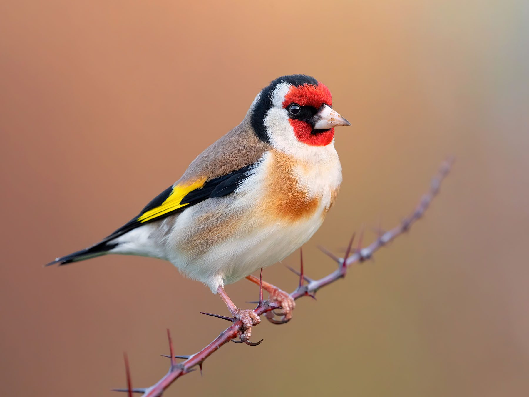 23 Common Garden Birds in the UK (Full Guide with Pictures)