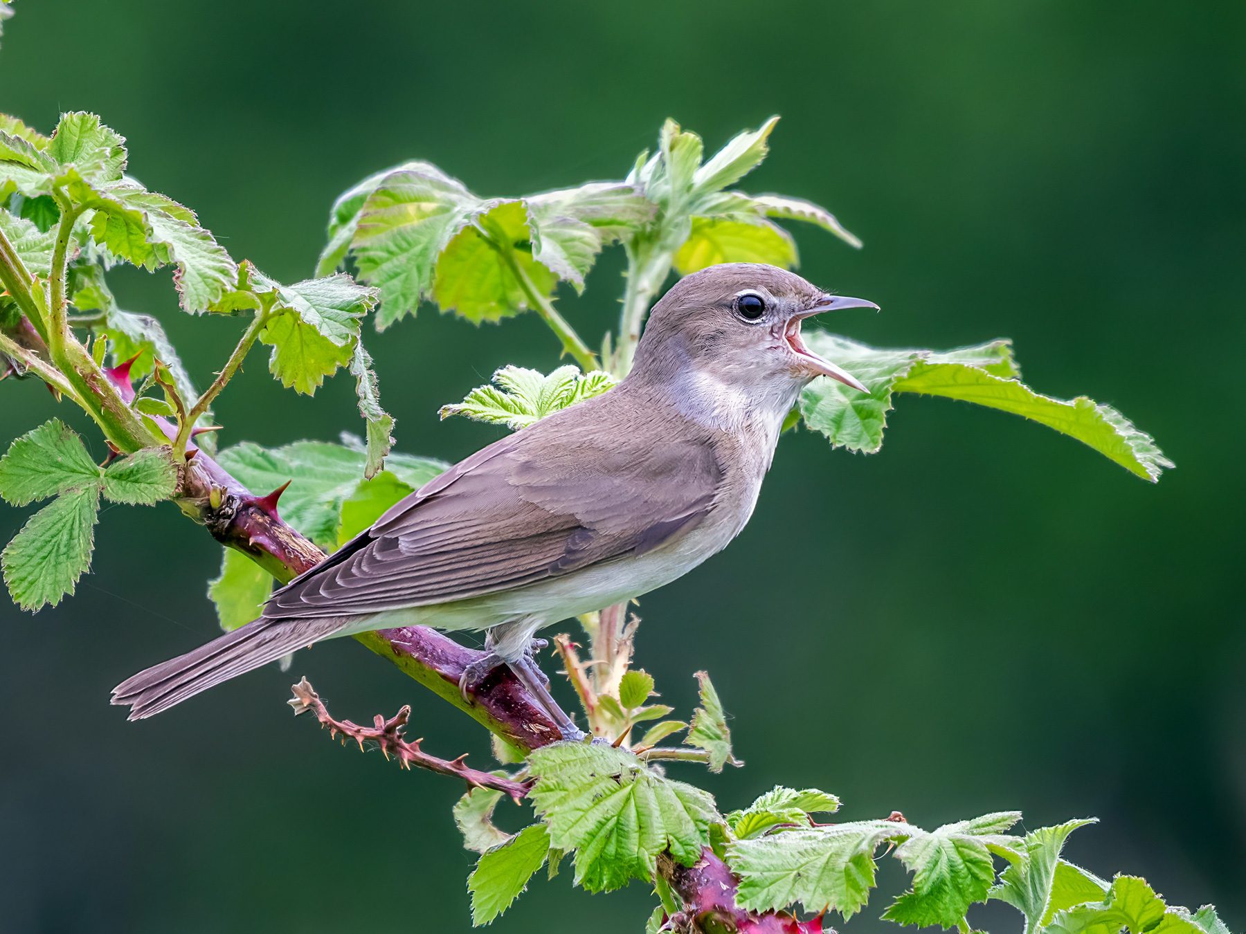 Garden Warbler