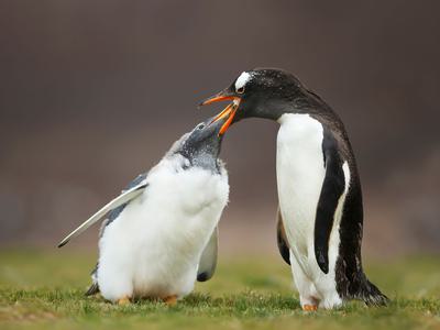 Why Penguin Mouths Terrify Everyone Who Looks Birdfact Why Penguin Mouths Terrify Everyone Who Looks Birdfact