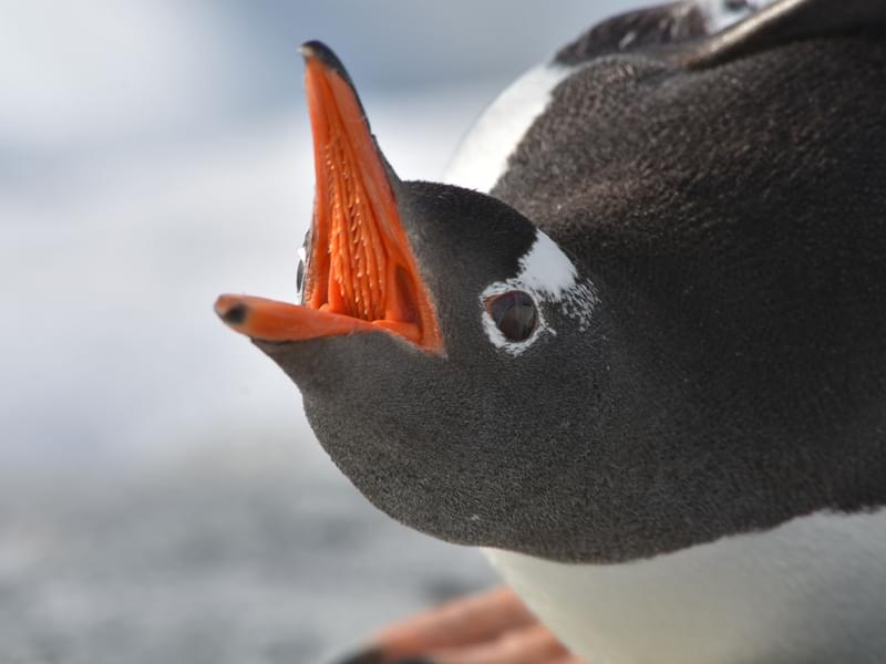Inside of a Penguins Mouth (All You Need To Know) | Birdfact