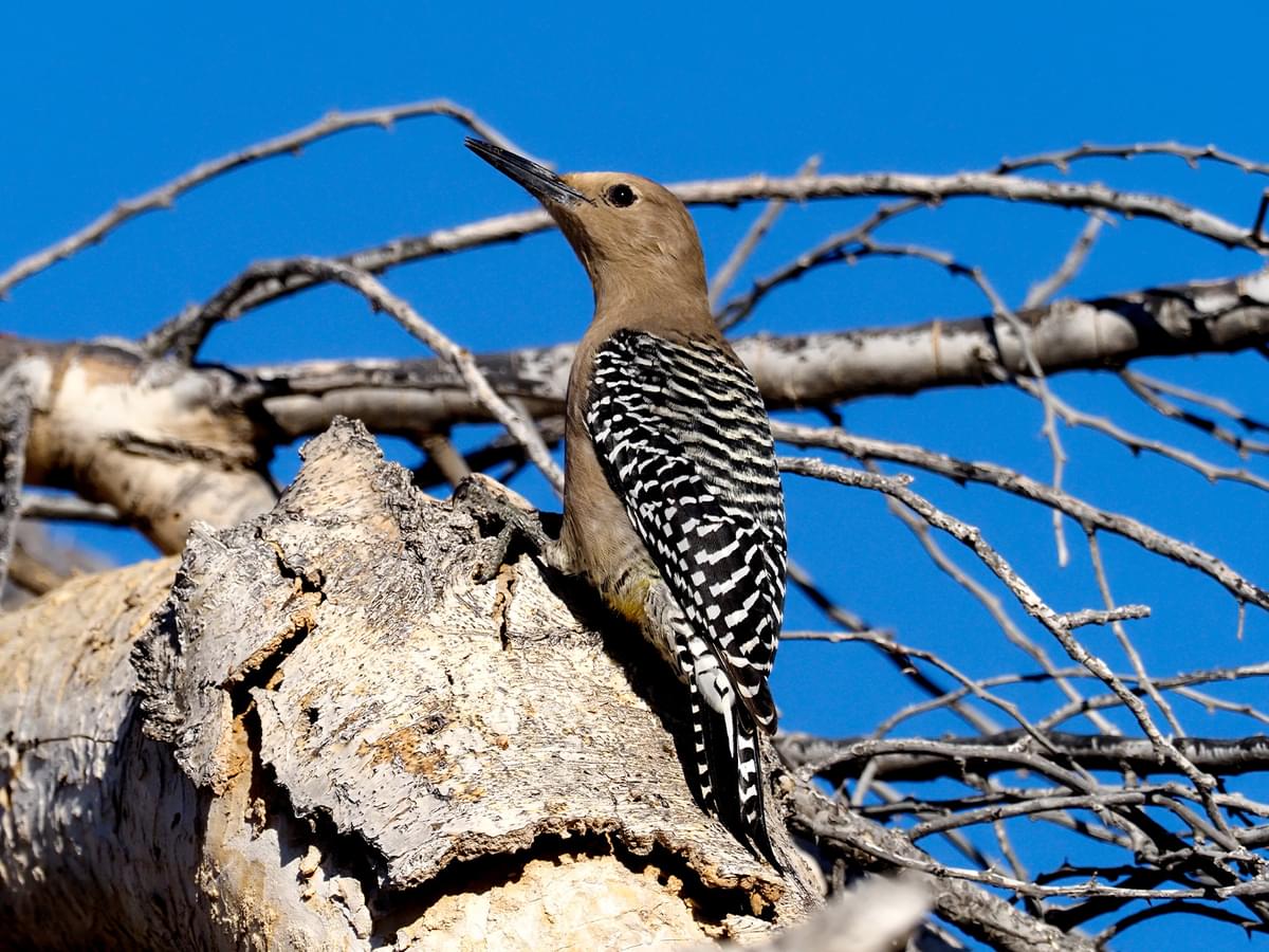 Female Gila Woodpecker in natural habitat