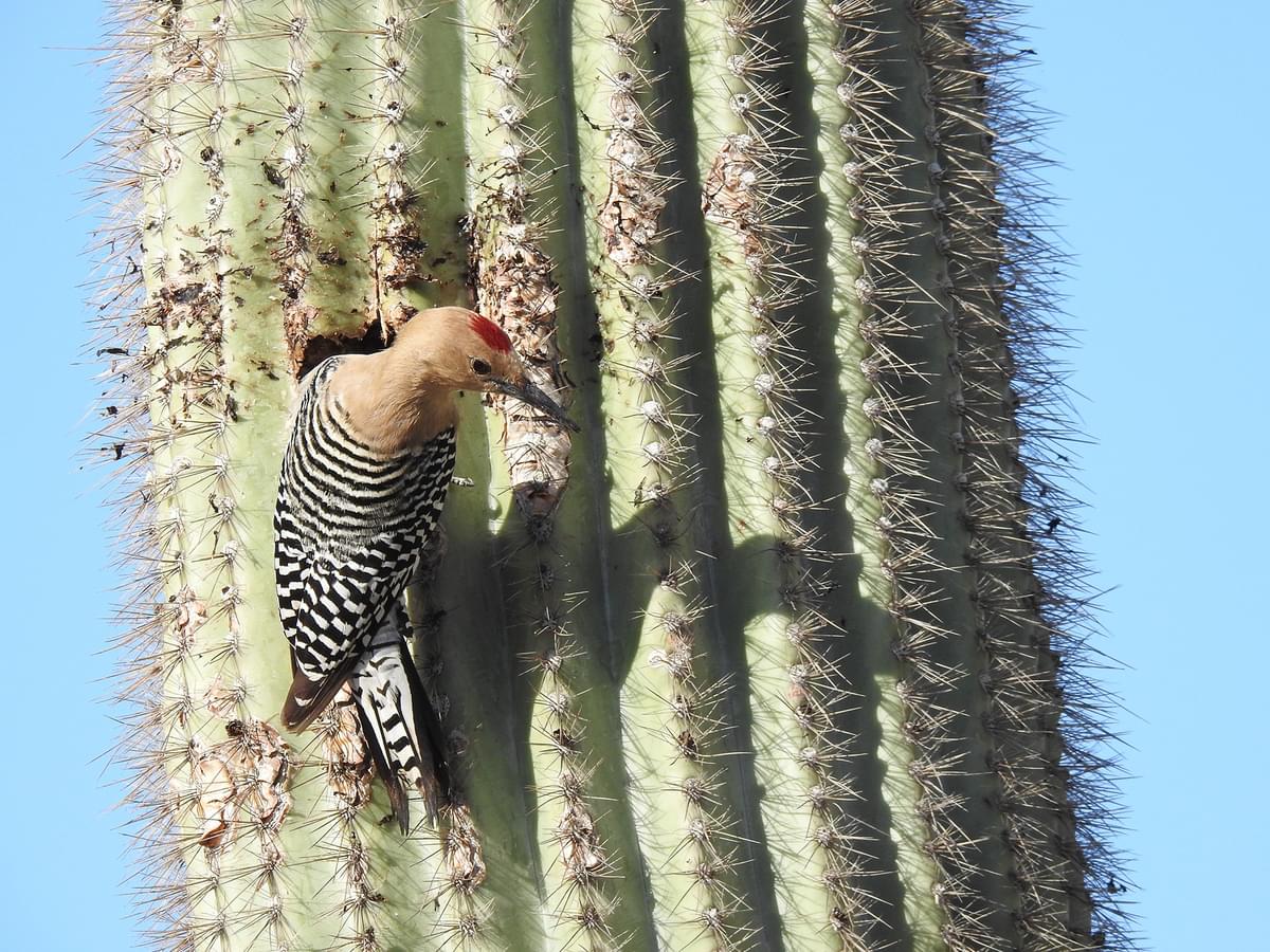 Gila Woodpecker outside nest hole