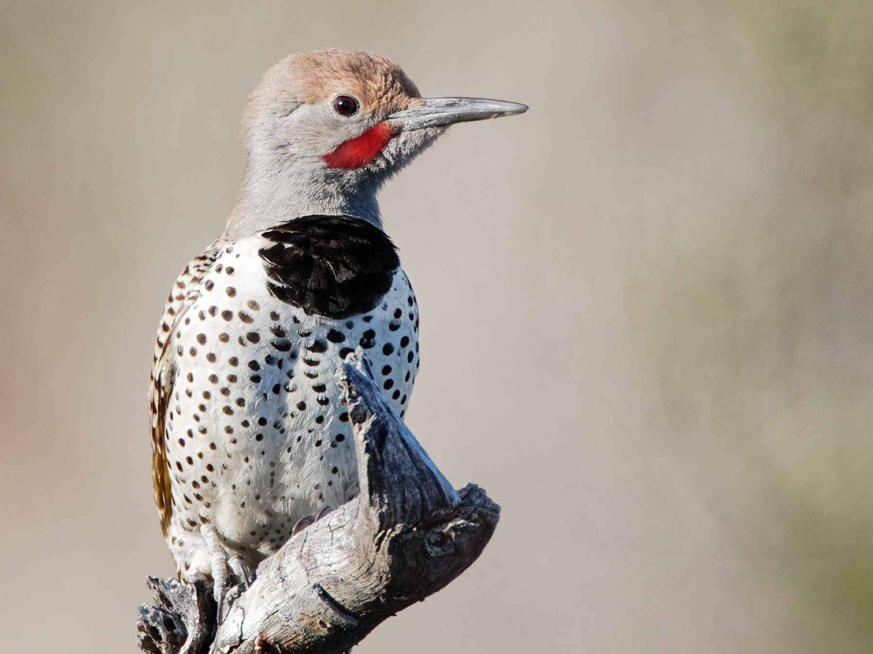 Gilded Flicker