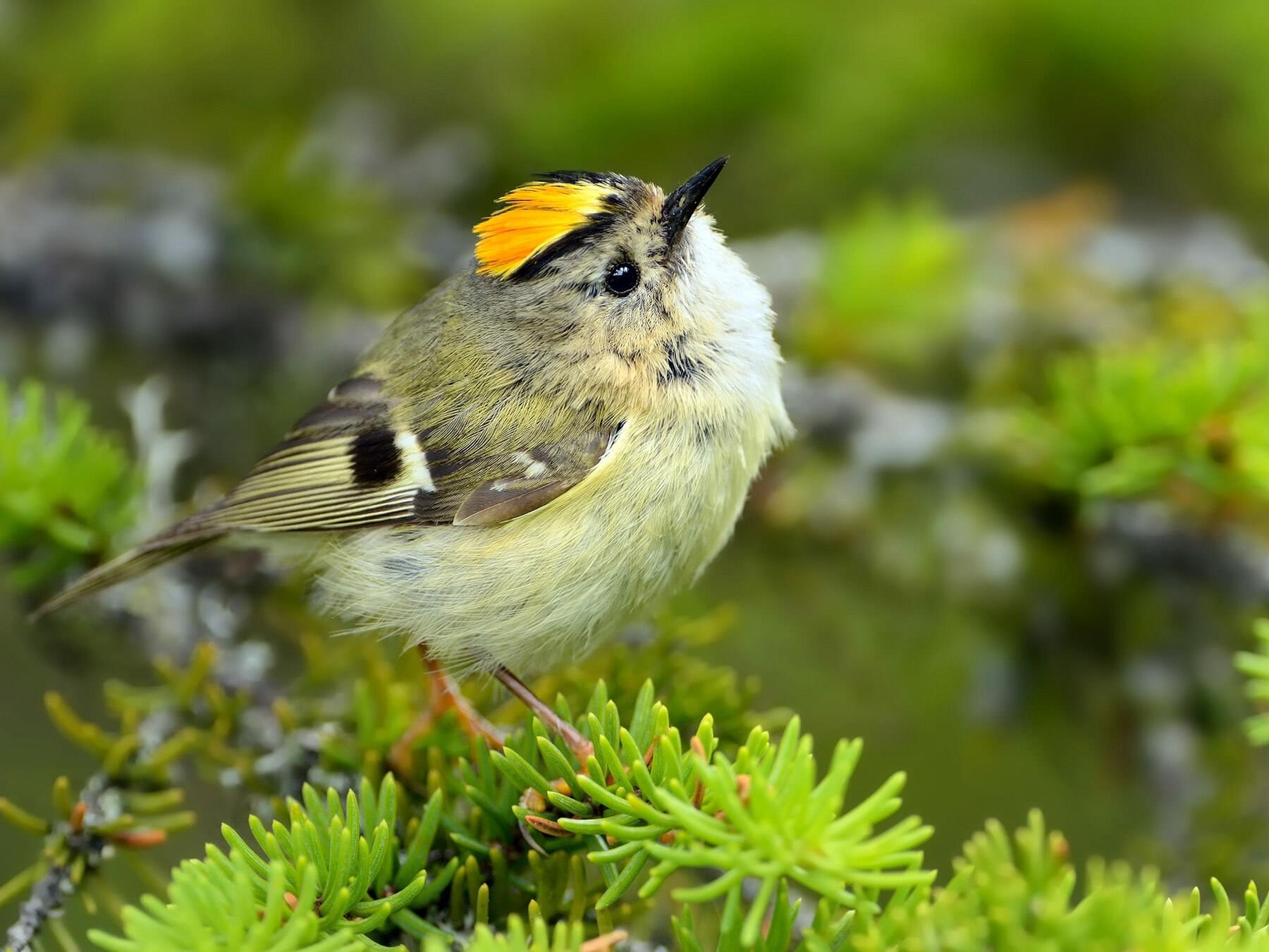 Kinglets and firecrests