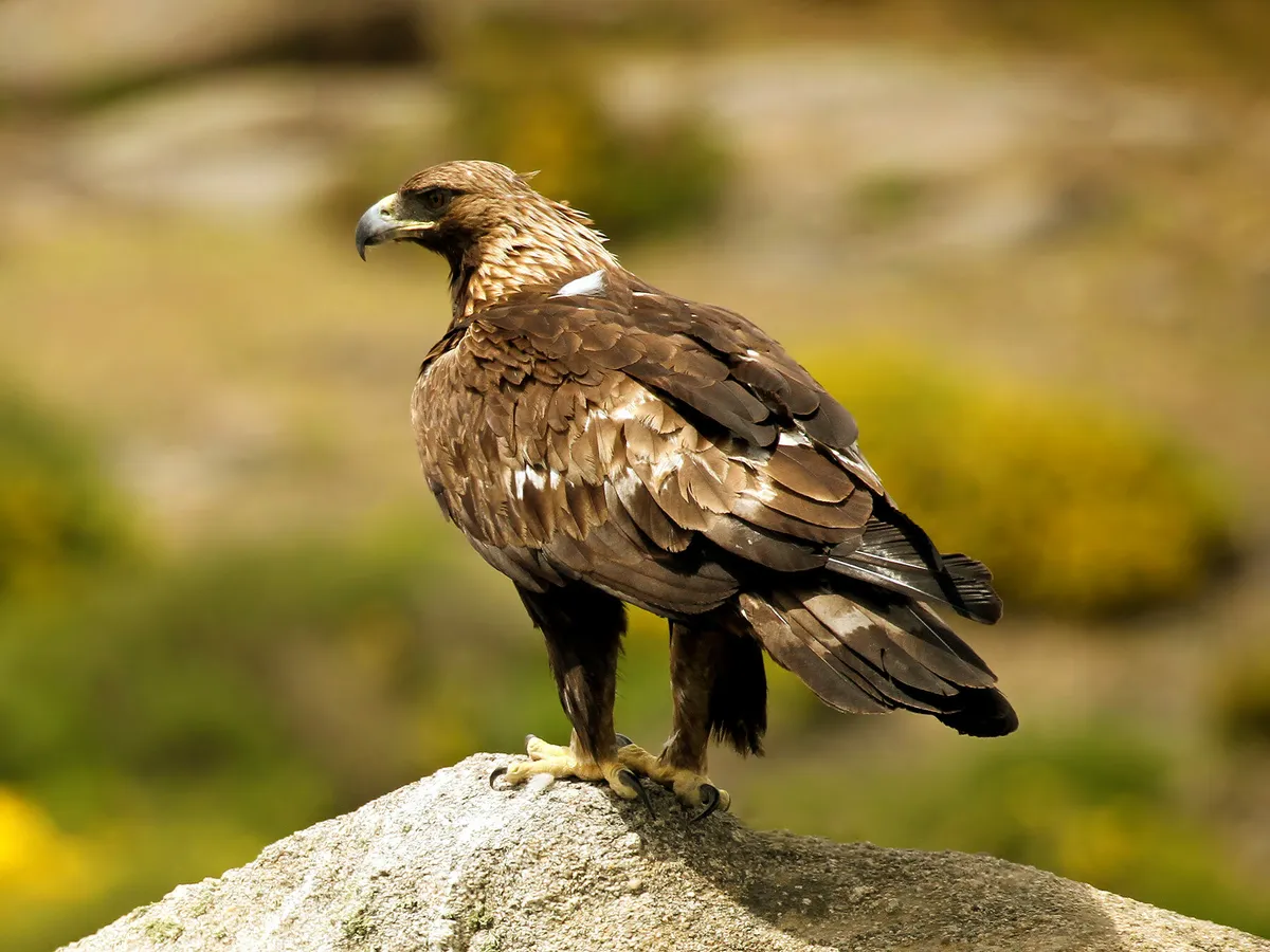 Águila real 1
