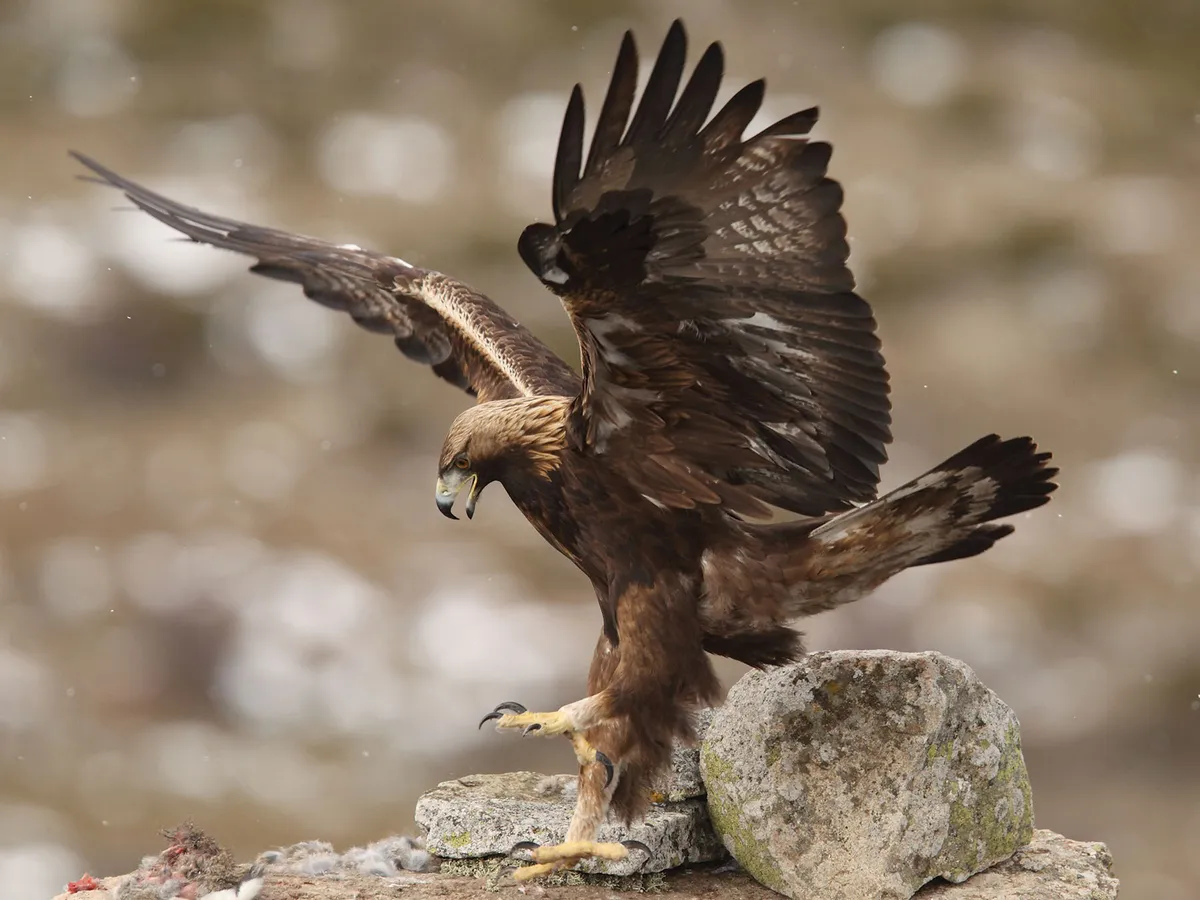 Apariencia de águila real