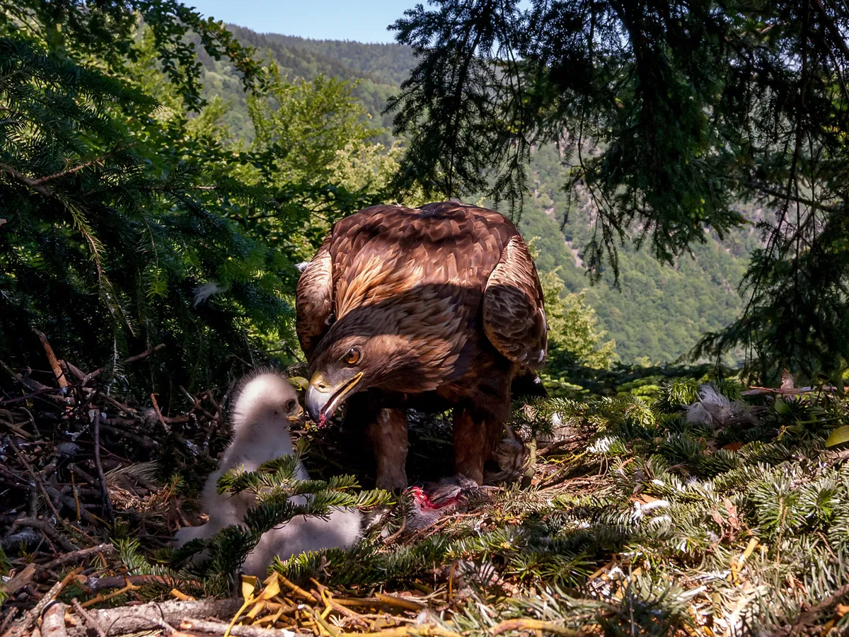 Águila dorada hembra alimentando a su polluelo en el nido