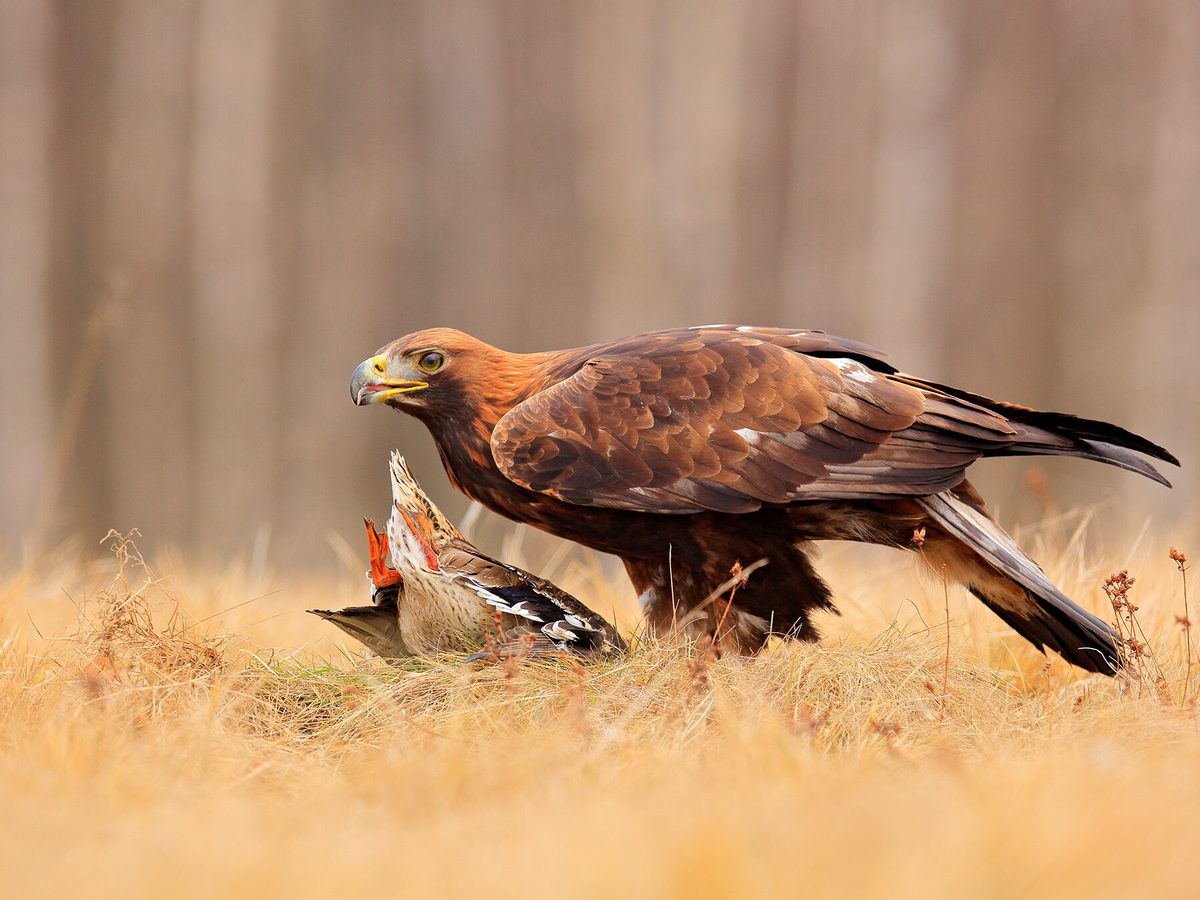 What Do Golden Eagles Eat? (Diet + Behavior) | Birdfact