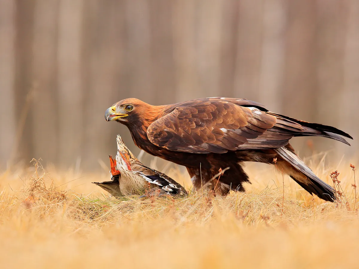 Águila Real (Aquila chrysaetos) alimentándose de un pato