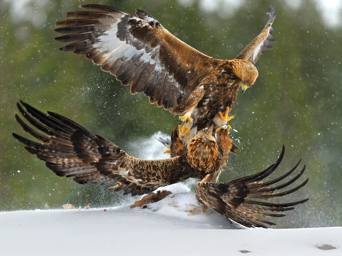 pelea de aguila dorada