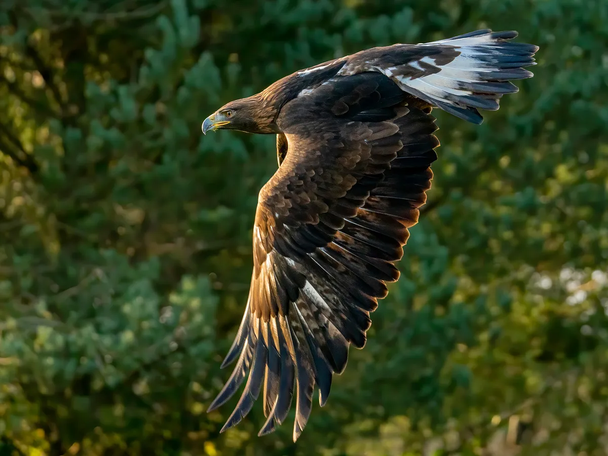 Águila real volando 1