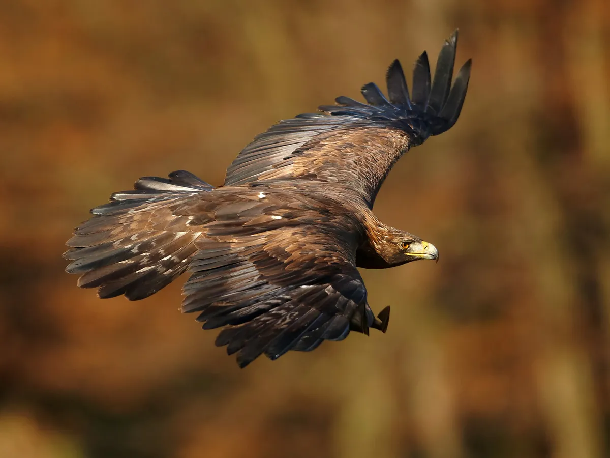 Águila real volando